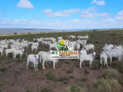 Fazenda com 0 quartos em Jeremoabo