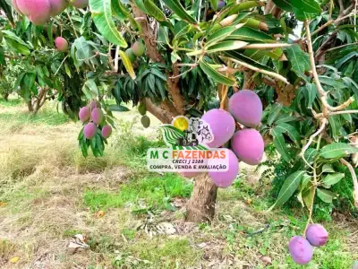 Imóveis em Juazeiro