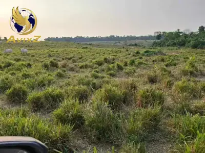 Fazenda com 0 quartos em Boa Esperança, Itaituba - 2001m²