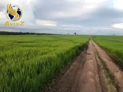 Fazenda com 0 quartos em Prainha, Santarém - 8000m²