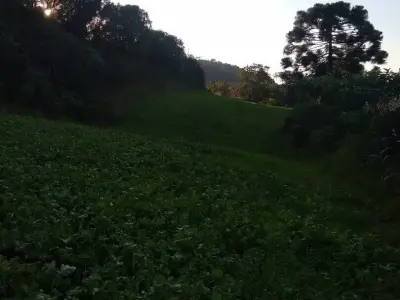 Lote / Terreno com 0 quartos em Figueira