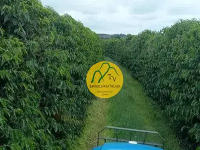 Fazenda com 0 quartos em Zona Rural, Luminárias - 700m²