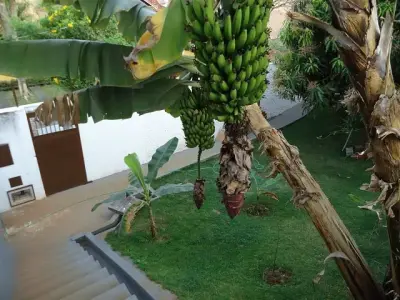 Lote / Terreno com 0 quartos em Serra Azul, São Lourenço - 336m²